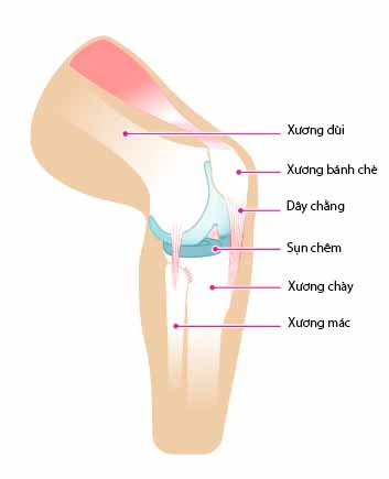 tiếng kêu lạo xạo từ đầu gối, cấu tạo gối